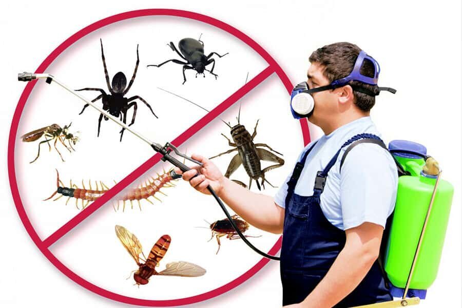 خدمات مكافحة الحشرات   